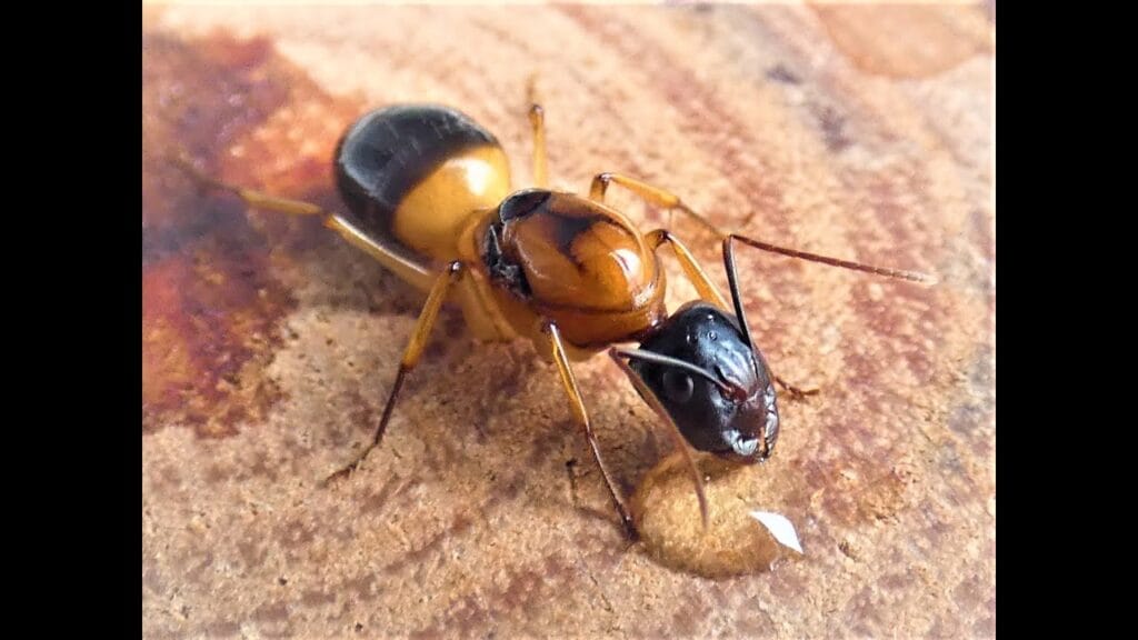 A close-up of a Banded Sugar Ant queen (Camponotus consobrinus) drinking from a droplet, showcasing her orange thorax and black head.
