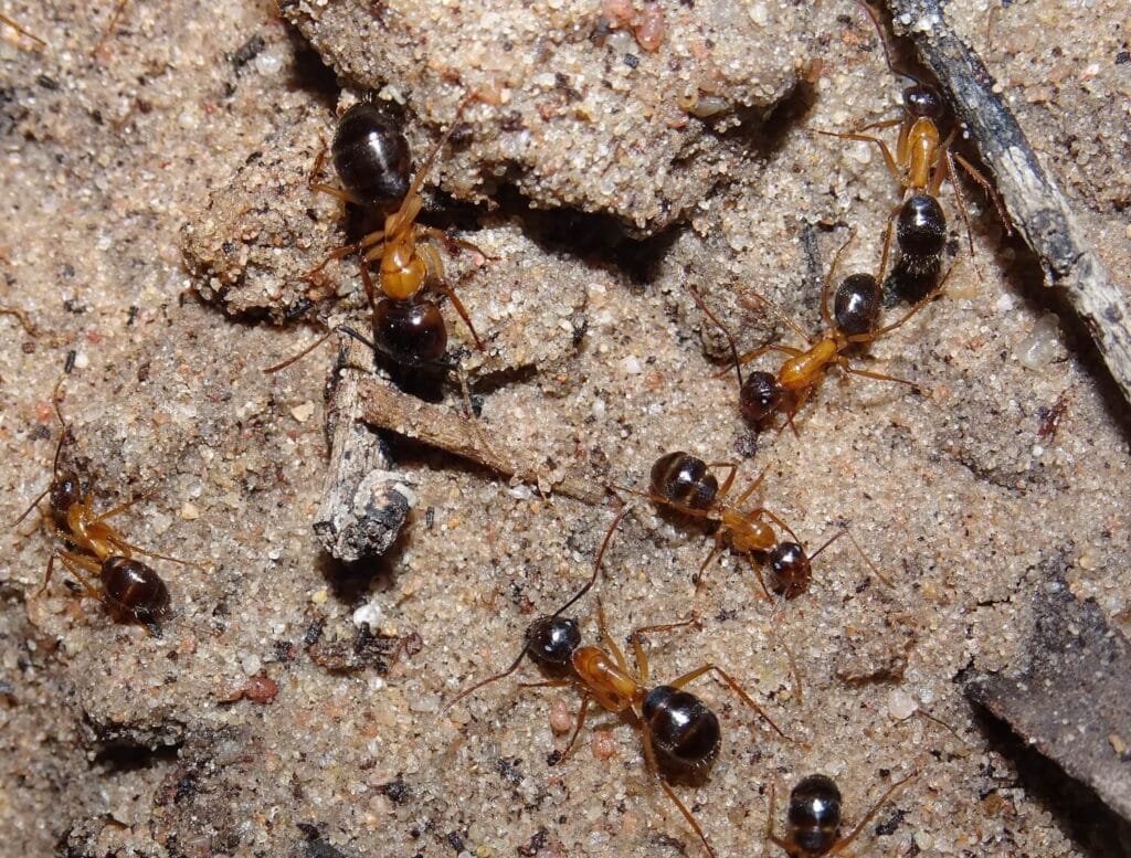 A group of Banded Sugar Ant (Camponotus consobrinus) workers, including a larger major, foraging on sandy soil in their natural habitat.
