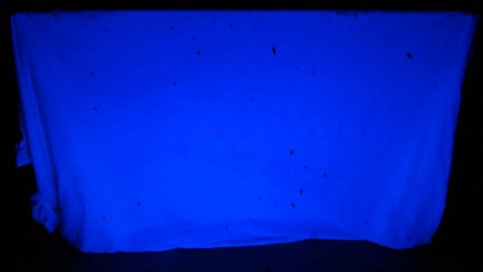 Black light setup used by some ant keepers for night observing