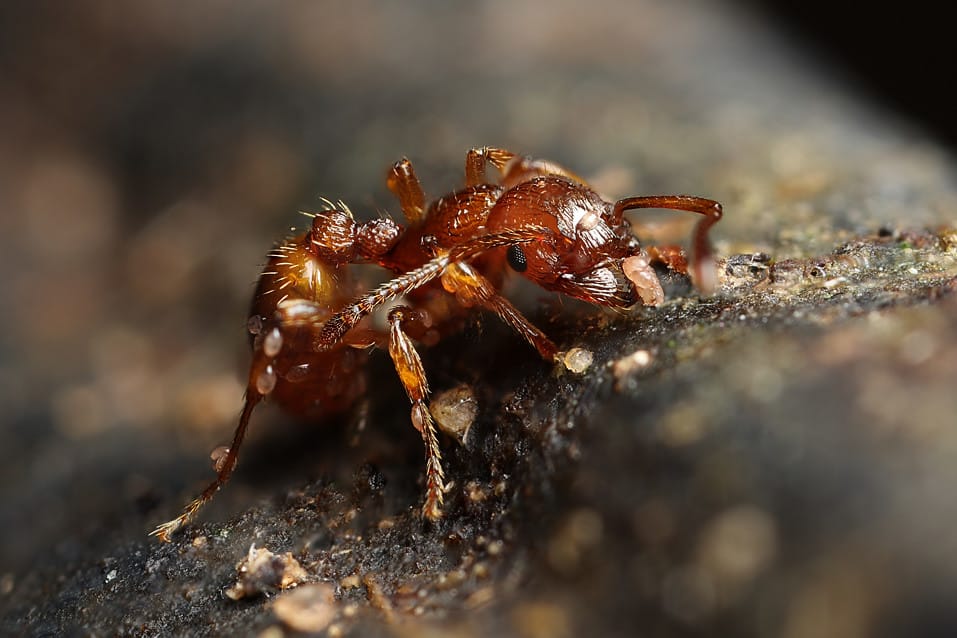 Close-up of an ant covered in mites, showing a parasitic infestation on its body as it moves across a natural surface.
